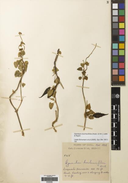 Diplolepis boerhaviifolia [Espécimen: ]