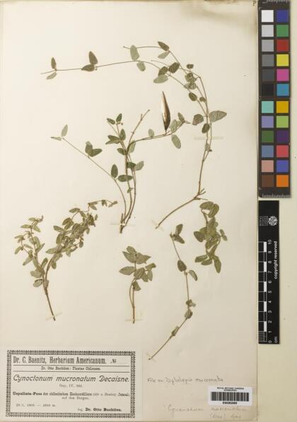 Diplolepis mucronata [Espécimen: ]