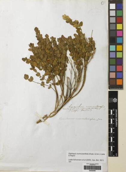 Diplolepis nummulariifolia [Espécimen: ]