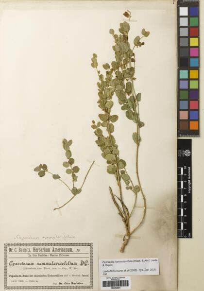 Diplolepis nummulariifolia [Espécimen: ]