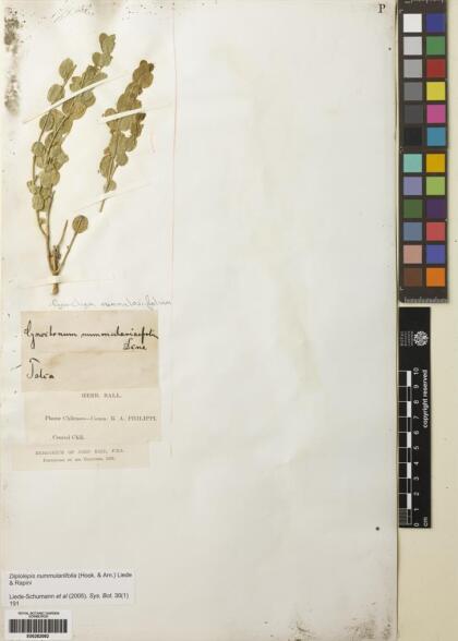 Diplolepis nummulariifolia [Espécimen: ]
