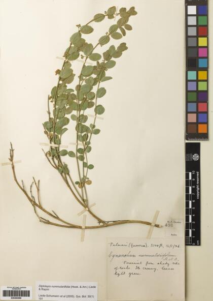 Diplolepis nummulariifolia [Espécimen: ]