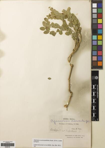 Diplolepis nummulariifolia [Espécimen: ]