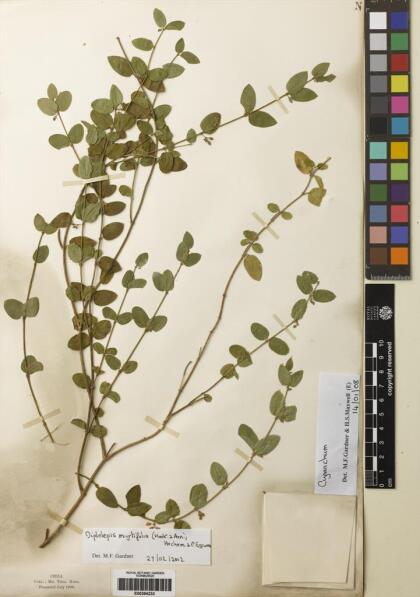Diplolepis myrtifolia [Espécimen: ]