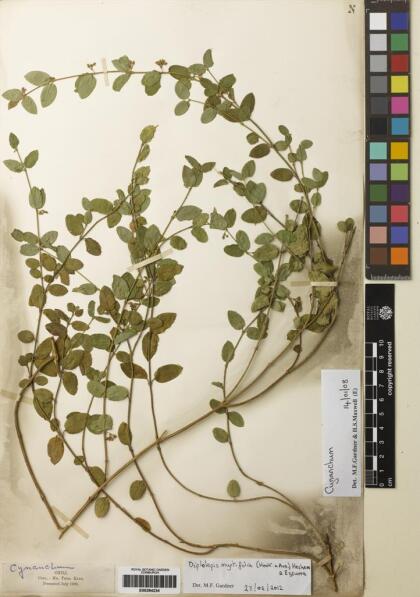 Diplolepis myrtifolia [Espécimen: ]