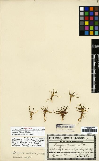 Lilaeopsis macloviana [Espécimen: ]
