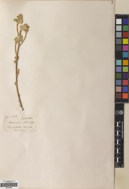 Sphaeralcea obtusiloba [Espécimen: ]