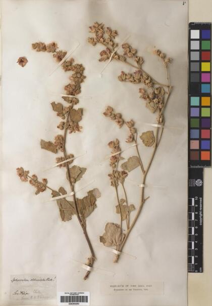 Sphaeralcea obtusiloba [Espécimen: ]