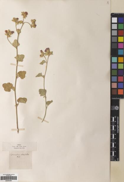 Sphaeralcea obtusiloba [Espécimen: ]