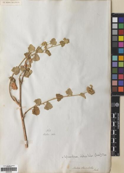 Sphaeralcea obtusiloba [Espécimen: ]