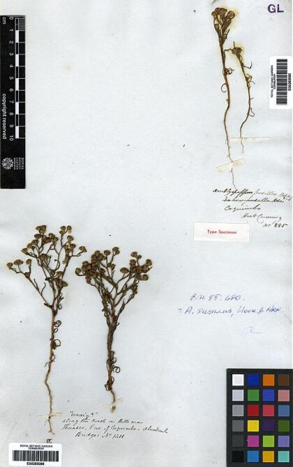 Amblyopappus pusillus [Espécimen: ]