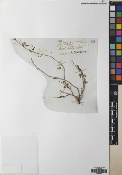 Tweedia birostrata [Espécimen: ]