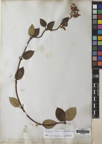 Elytropus chilensis [Espécimen: ]