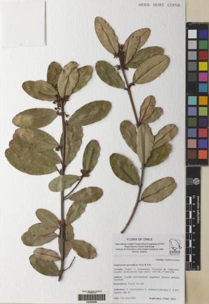 Aextoxicon punctatum [Espécimen: ]