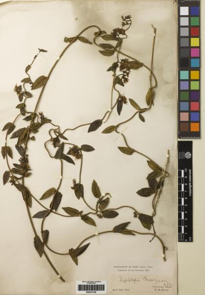 Diplolepis menziesii [Espécimen: ]