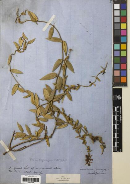 Diplolepis menziesii [Espécimen: ]