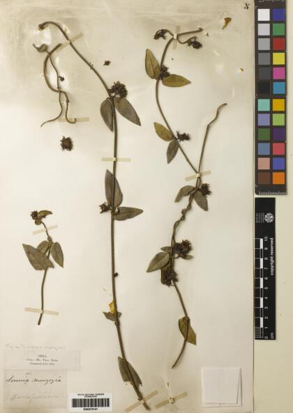 Diplolepis menziesii [Espécimen: ]