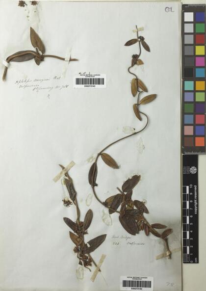 Diplolepis menziesii [Espécimen: ]
