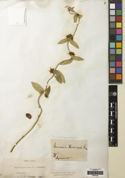 Diplolepis menziesii [Espécimen: ]
