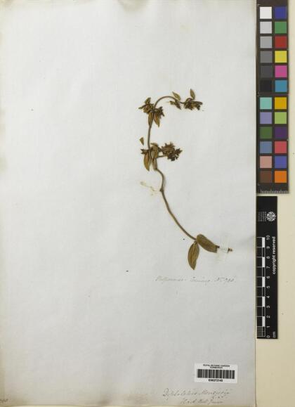 Diplolepis menziesii [Espécimen: ]