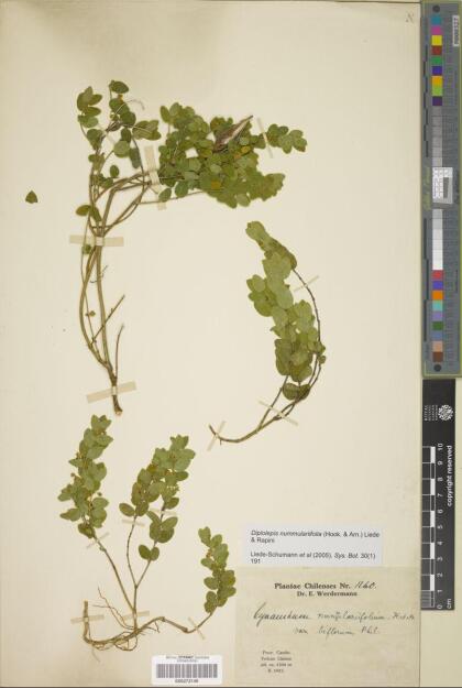 Diplolepis nummulariifolia [Espécimen: ]