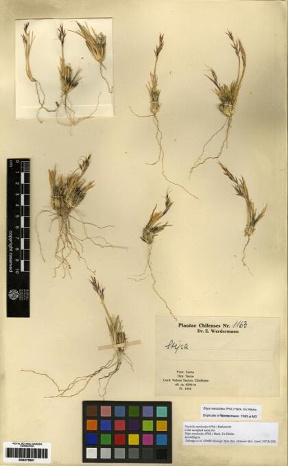 Nassella nardoides [Espécimen: ]
