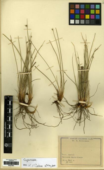 Carex molinae [Espécimen: ]