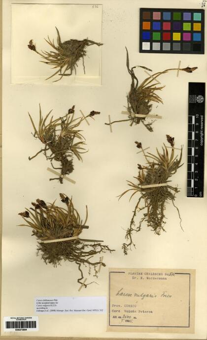 Carex antucensis [Espécimen: ]