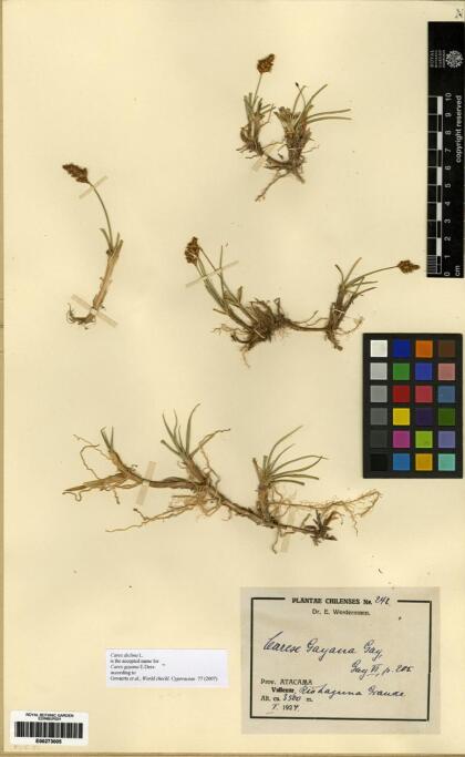 Carex multispicata [Espécimen: ]