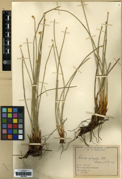 Carex aphylla [Espécimen: ]