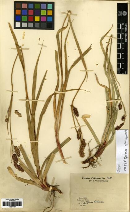 Carex banksii [Espécimen: ]