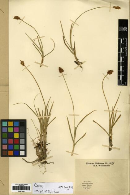 Carex gayana [Espécimen: ]