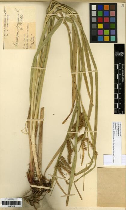 Carex multispicata [Espécimen: ]