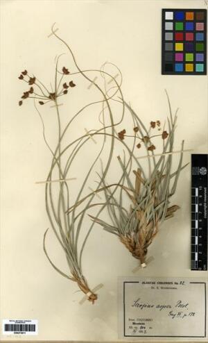 Rhodoscirpus asper [Espécimen: ]