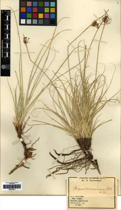 Juncus balticus [Espécimen: ]