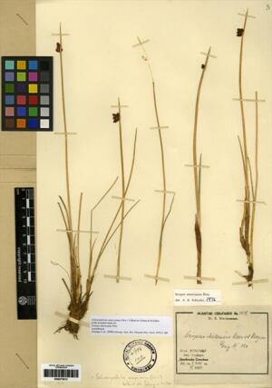 Schoenoplectus americanus [Espécimen: ]