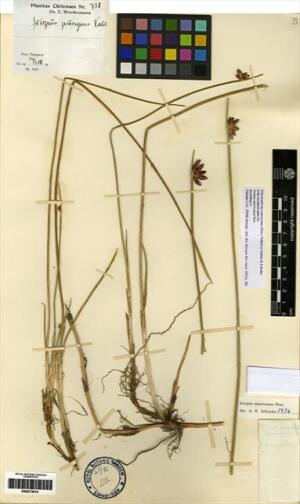 Schoenoplectus americanus [Espécimen: ]