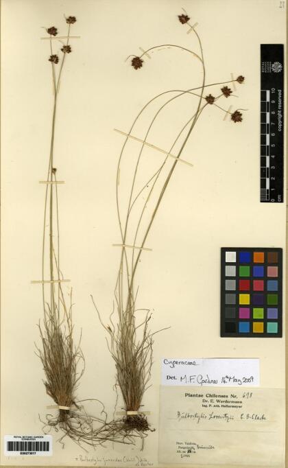 Bulbostylis juncoides var. lorentzii [Espécimen: ]
