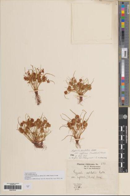 Cyperus squarrosus [Espécimen: ]