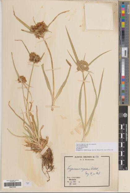 Cyperus eragrostis [Espécimen: ]