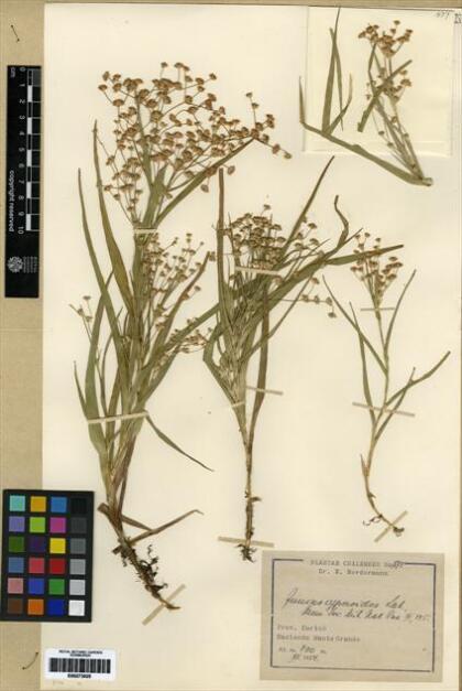 Juncus cyperoides [Espécimen: ]