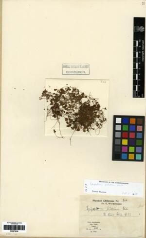 Dioscorea biloba [Espécimen: ]