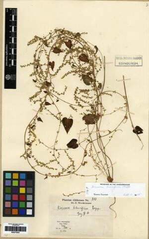 Dioscorea humifusa var. humifusa [Espécimen: ]