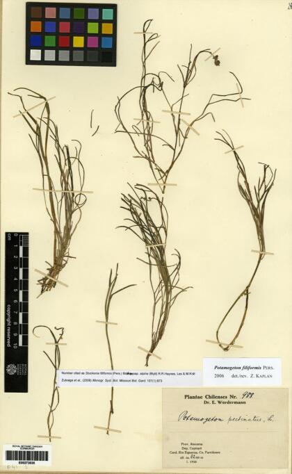 Stuckenia filiformis [Espécimen: ]