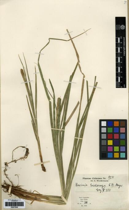 Carex phleoides [Espécimen: ]