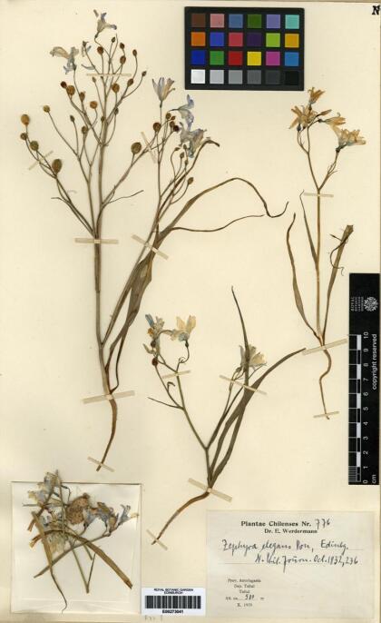 Zephyra elegans [Espécimen: ]