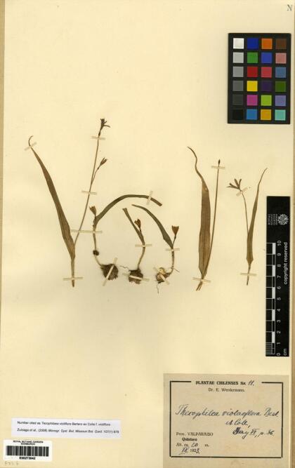 Tecophilaea violiflora [Espécimen: ]
