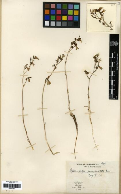 Conanthera campanulata [Espécimen: ]