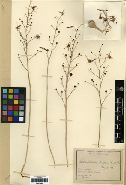Conanthera bifolia [Espécimen: ]