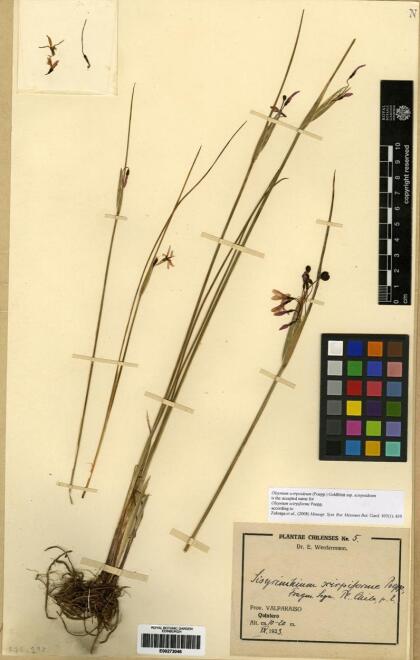 Olsynium scirpoideum subsp. scirpoideum [Espécimen: ]